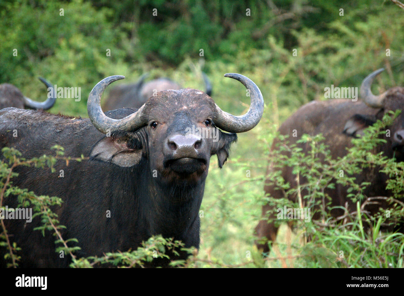 Beautiful Wild Buffalo in Africa Stock Photo - Alamy
