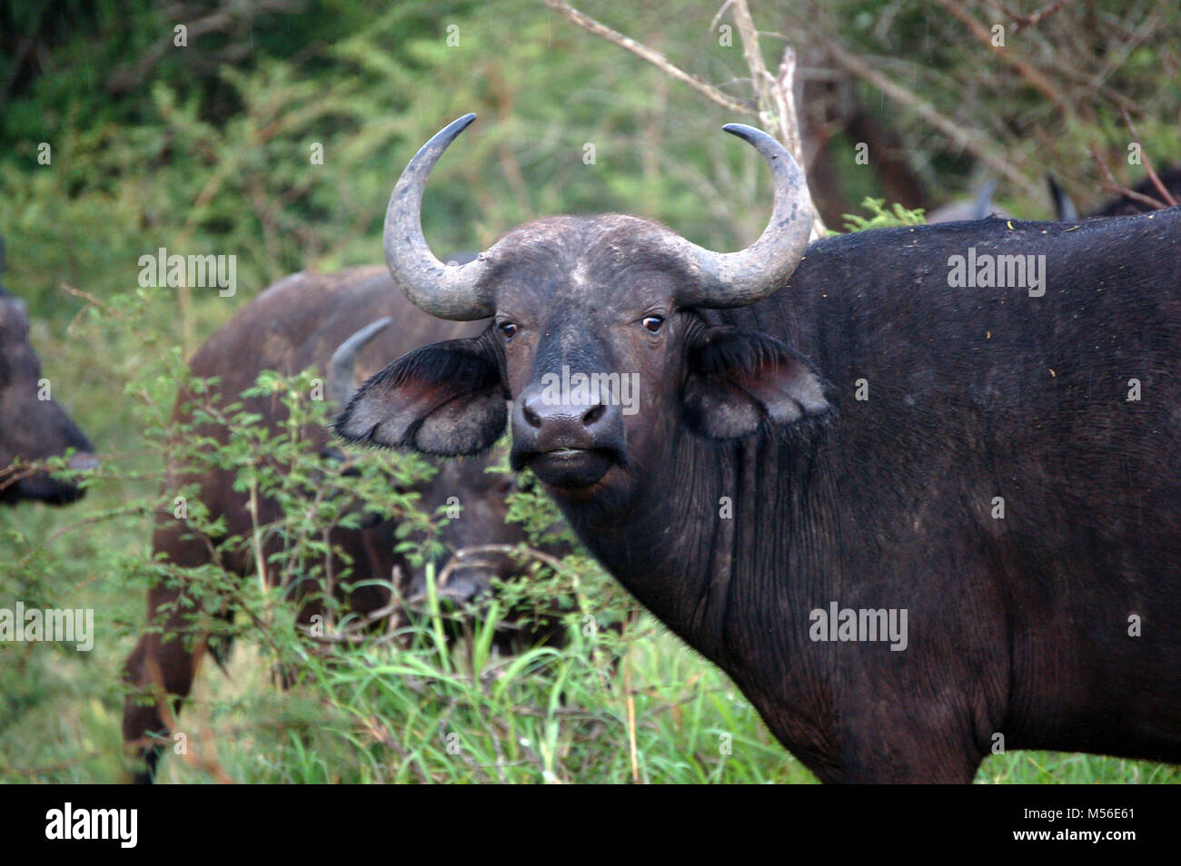 Beautiful Wild Buffalo in Africa Stock Photo - Alamy