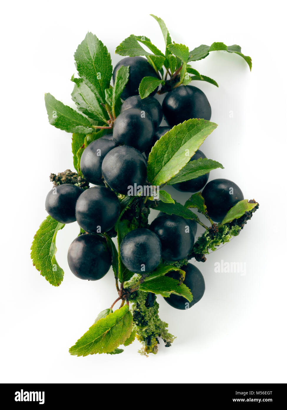 Fresh sloe berries fron the blackthorn bush (Prunus spinosa ) Stock Photo
