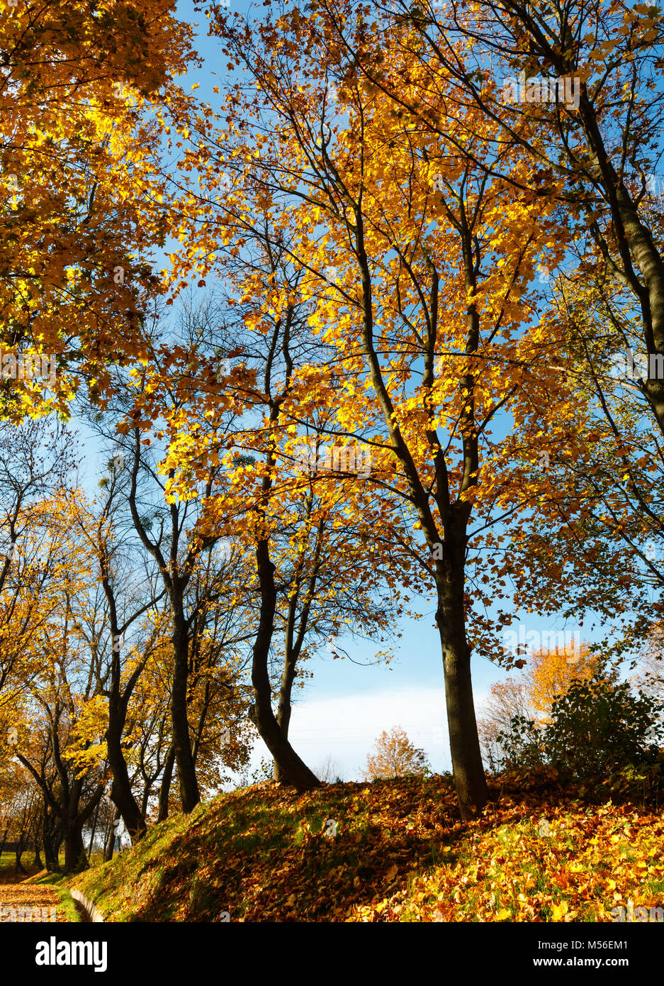 Autumn yellow maple trees in sunny city park Stock Photo - Alamy