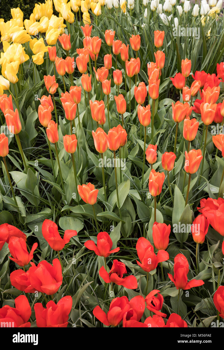 colorful tulips flowers blooming in a garden Stock Photo - Alamy