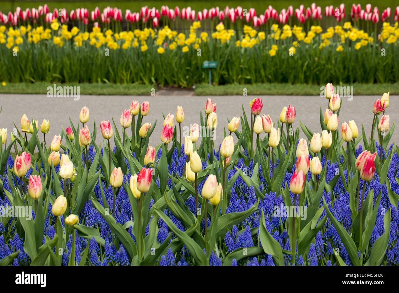 colorful tulips and grape hyacinth blooming in a garden Stock Photo - Alamy