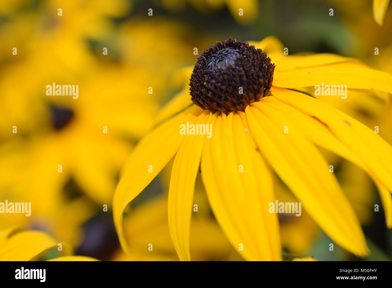 Yellow flower with brown center hires stock photography and images Alamy