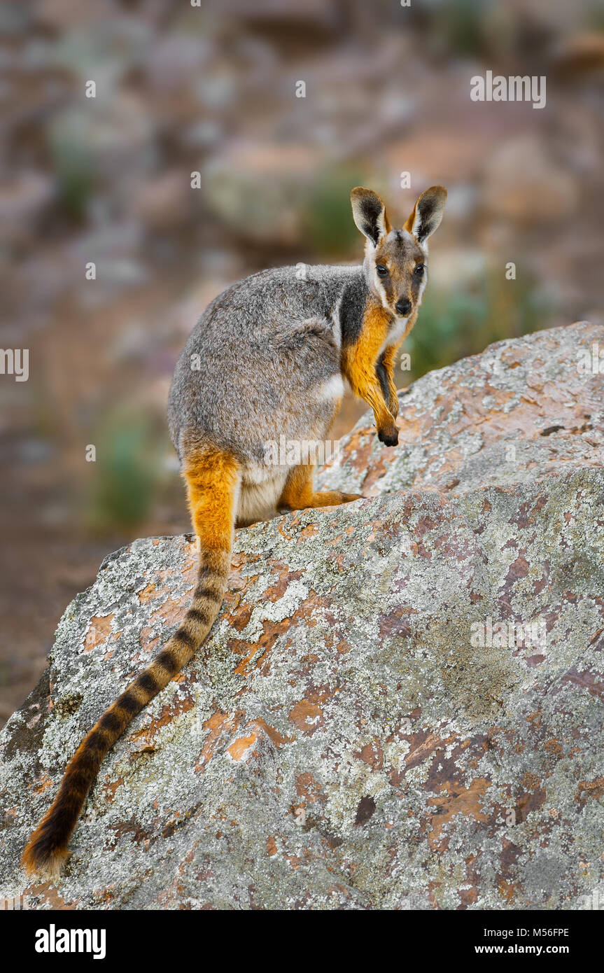 Endangered Yellow-footed Rock-wallaby sitting on a rock. Stock Photo