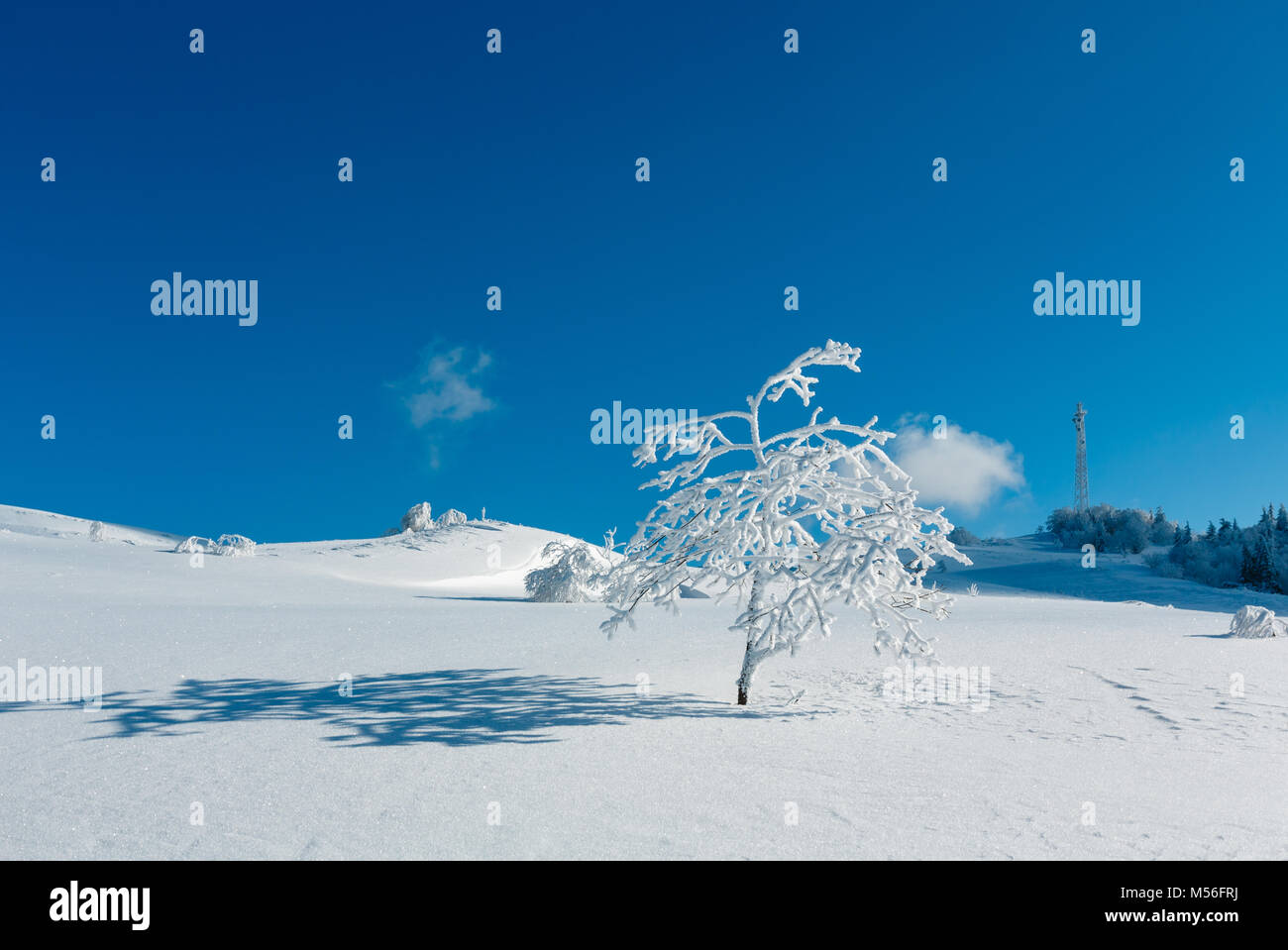Beautiful winter rime frosting trees, communication tower and ...