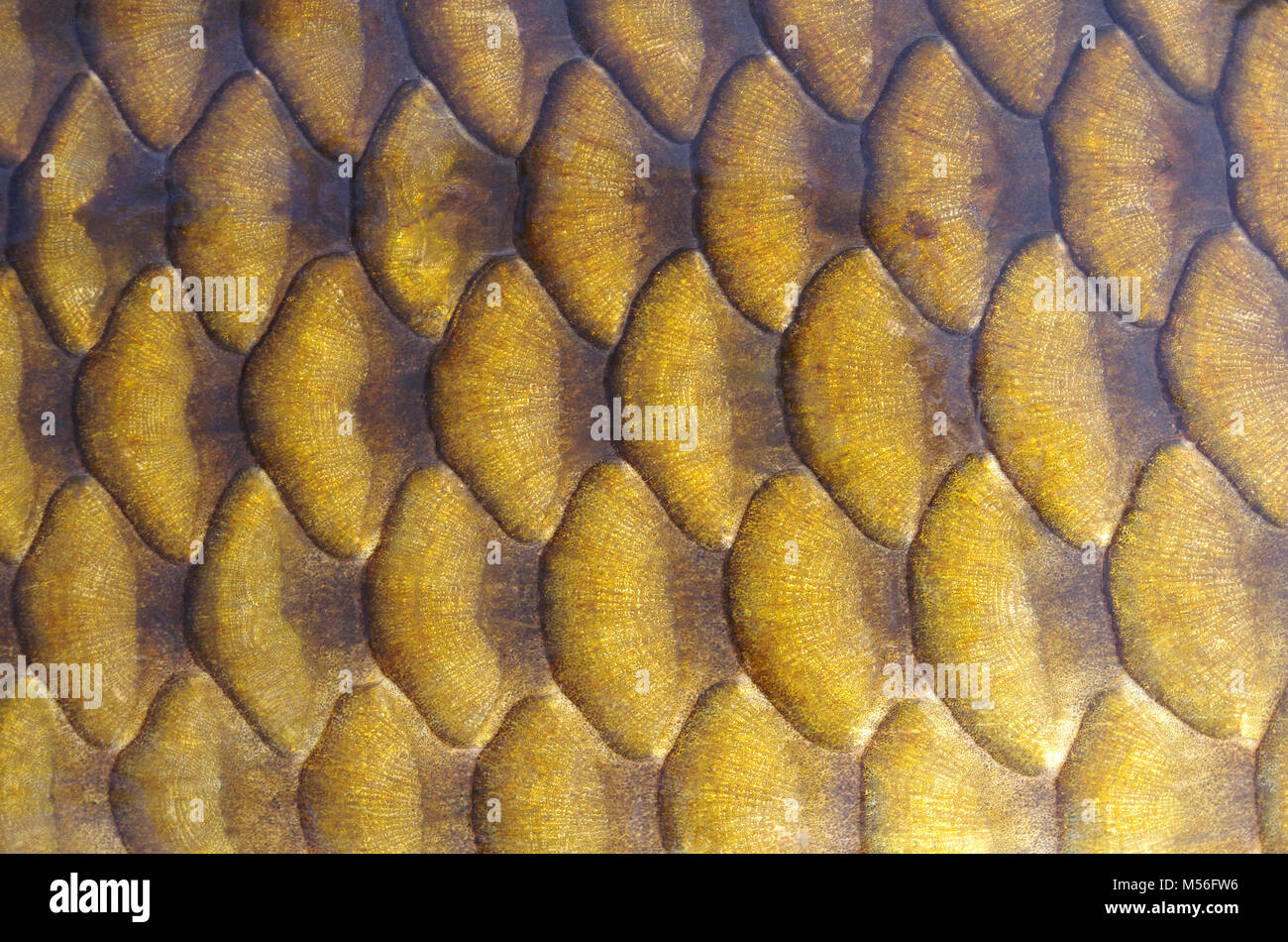 Fish scales. Gold carp scales close-up Stock Photo