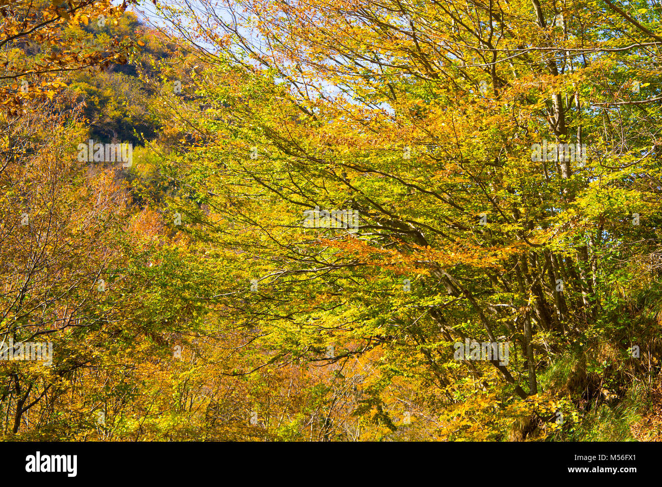 Tree branches with yellow and green autumn leaves Stock Photo - Alamy