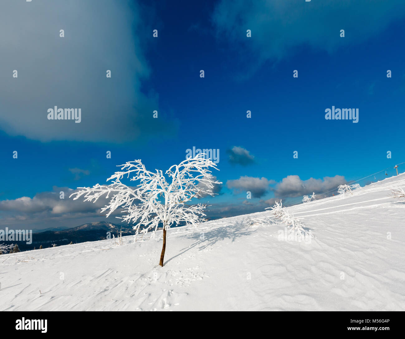 Beautiful winter snow cowered and rime frosting tree on mountain slope with snowdrifts on blue sky background (Carpathian mountain, Ukraine). Skiers a Stock Photo