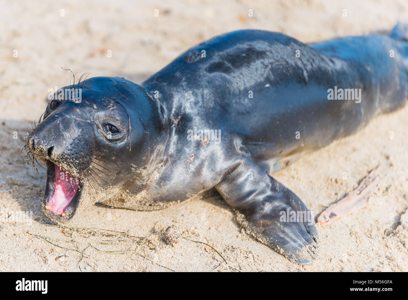 Juvenile northern elephant seal on the beach. Santa Barbara, California. Stock Photo