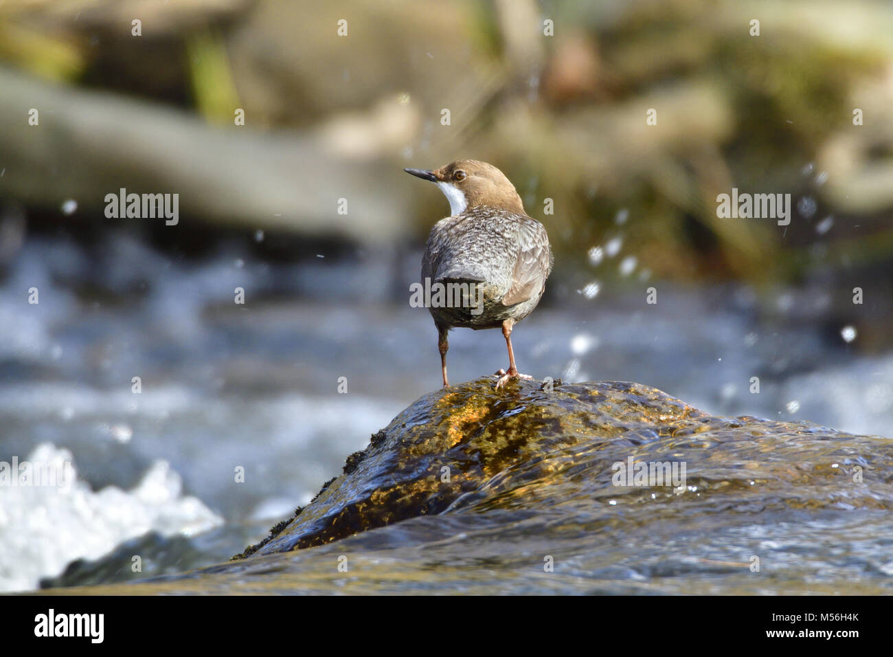 White-throated dipper Stock Photo