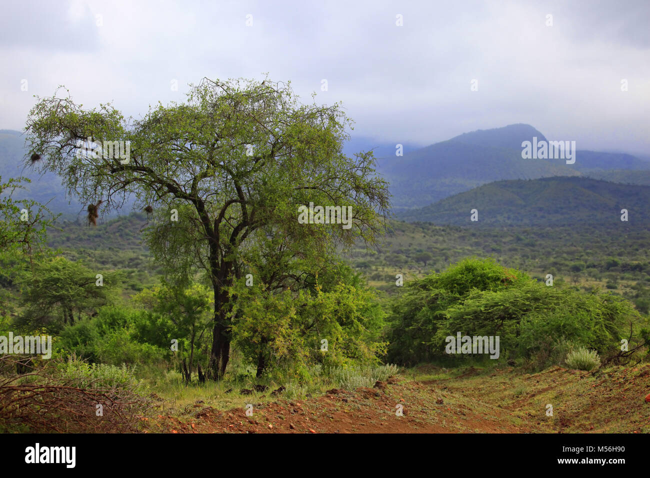 Tsavo National Park in Kenya Stock Photo - Alamy