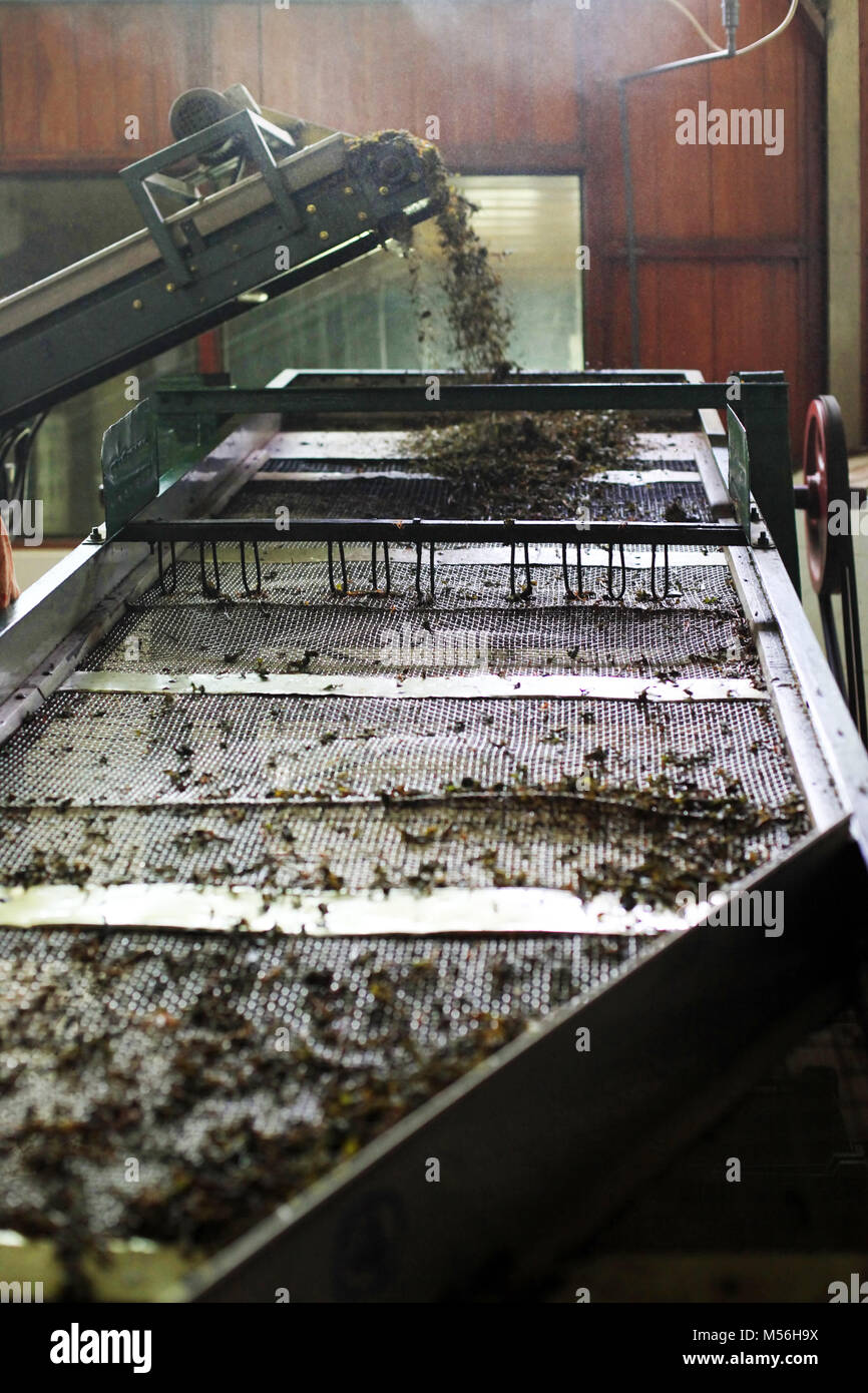 Ceylon Tea Factory on Sri Lanka Stock Photo - Alamy