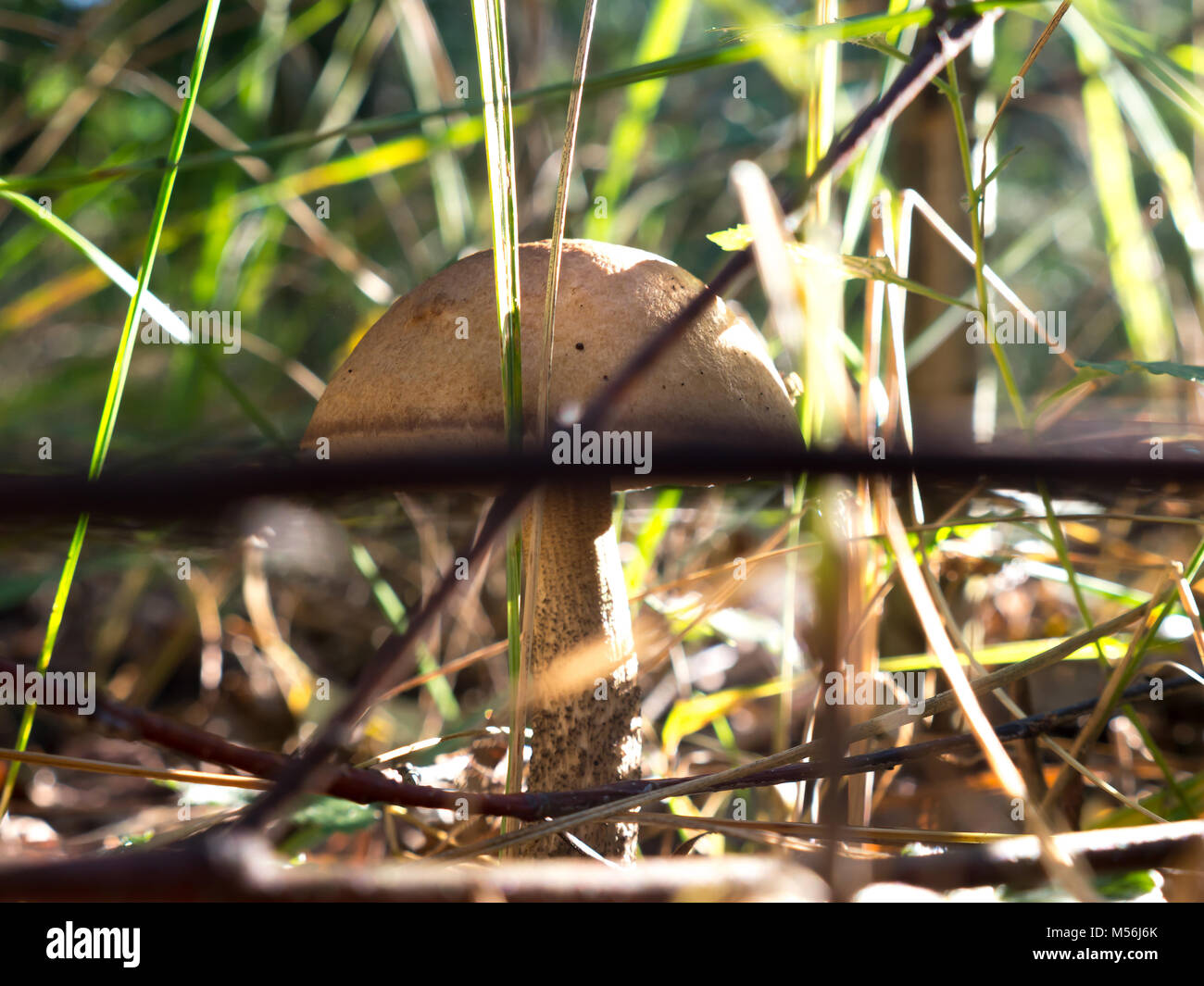 The nature vegetable mushroom on a forest background. Stock Photo