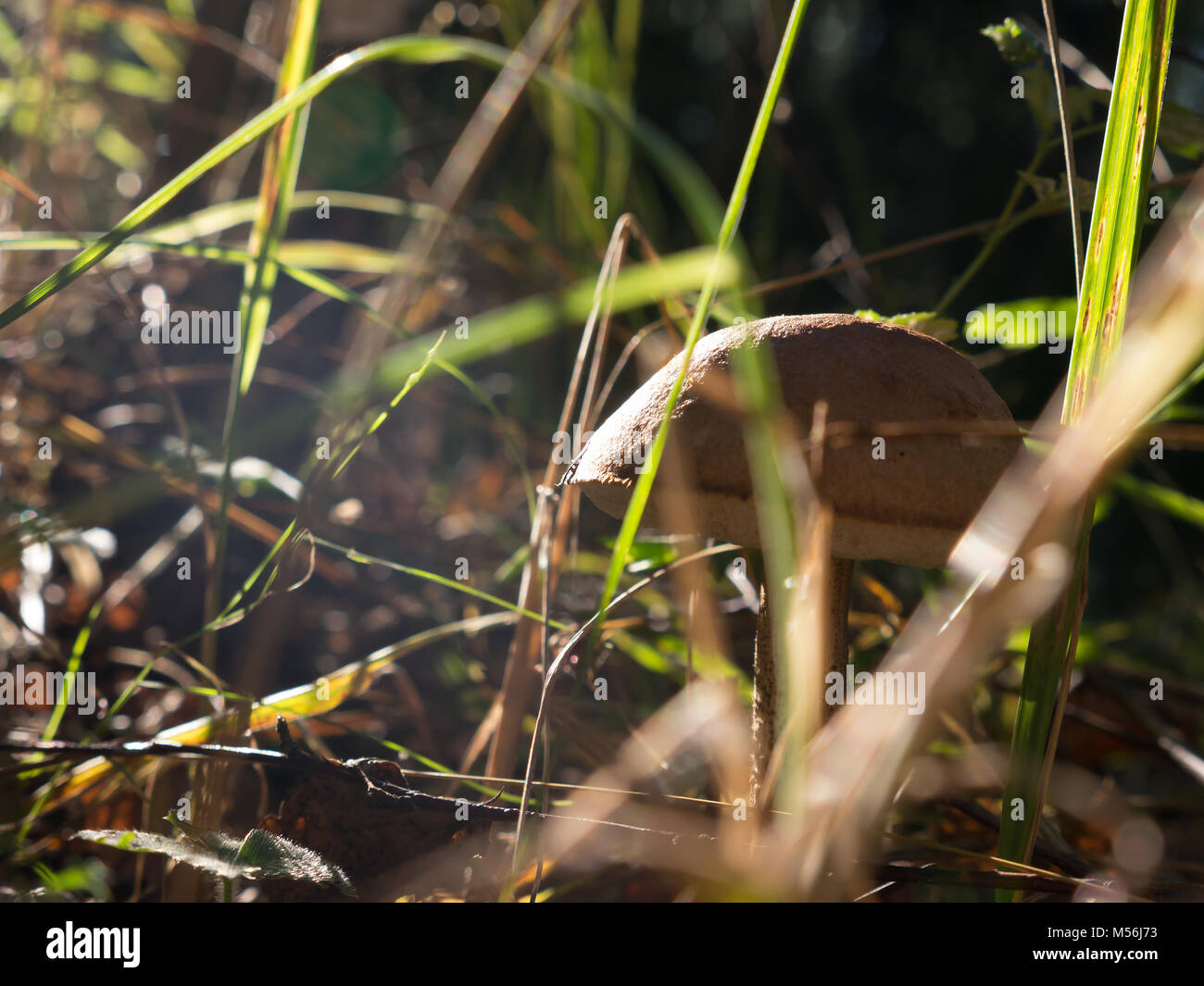 The nature vegetable mushroom on a forest background. Stock Photo