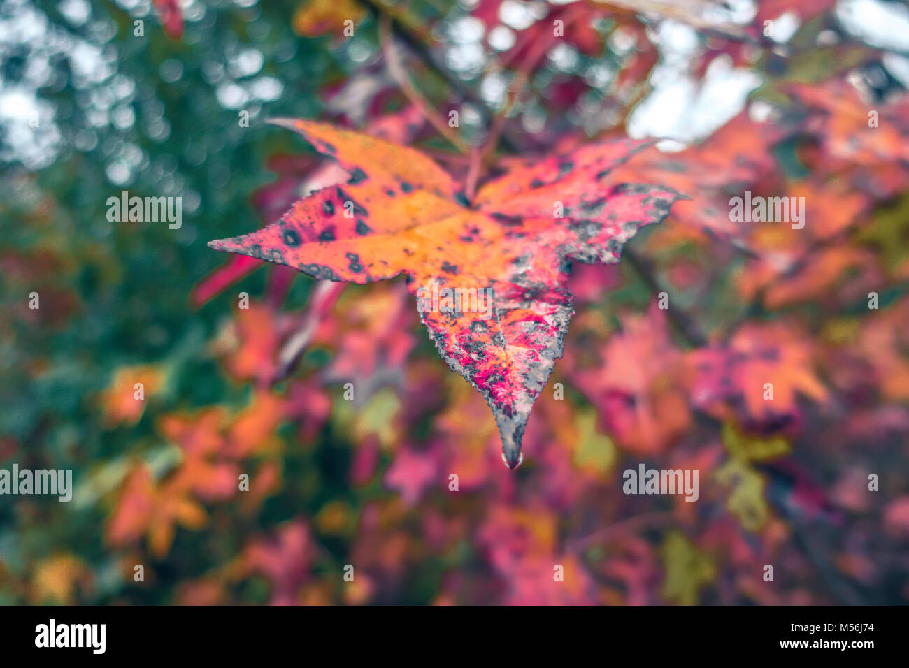 autumn season and color changing leaves season Stock Photo