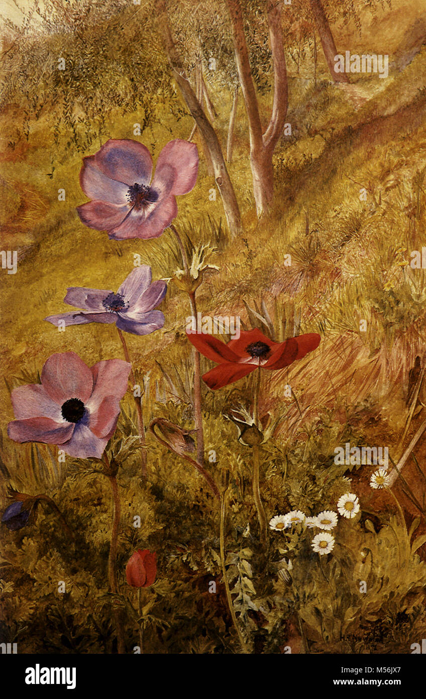 Anemones Stock Photo