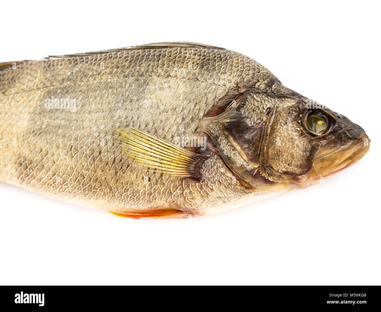 Pike profile hi-res stock photography and images - Alamy
