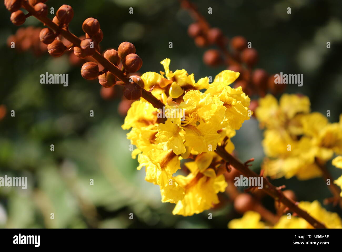 Peltophorum pterocarpum tree flowers and buds view in the garden Stock Photo