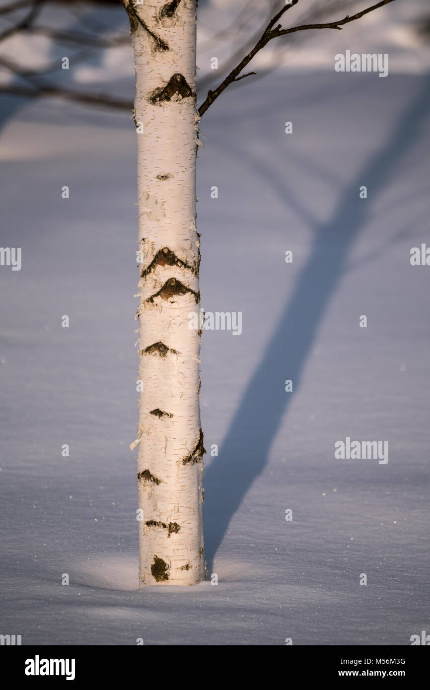 Trunk of a birch tree in snow Stock Photo
