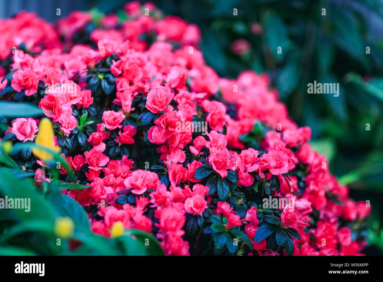 Gorgeous begonia plants in amazing floral decor. Great red wax begonias flower background. Best picture of red floral decoration, with semperflorens. Stock Photo