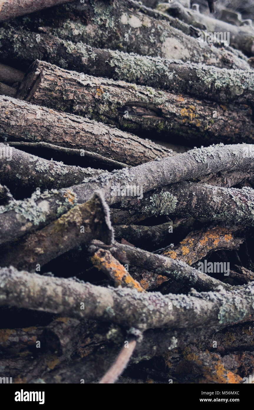 Textured and colorful branches. Abstract composition. Background. Stock Photo
