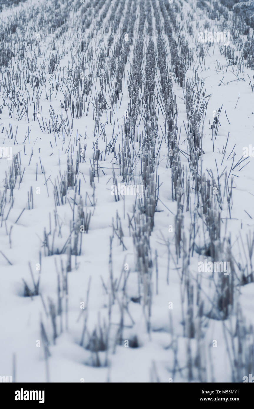 Frozen cereal field. Blue afternoon mood. Stock Photo