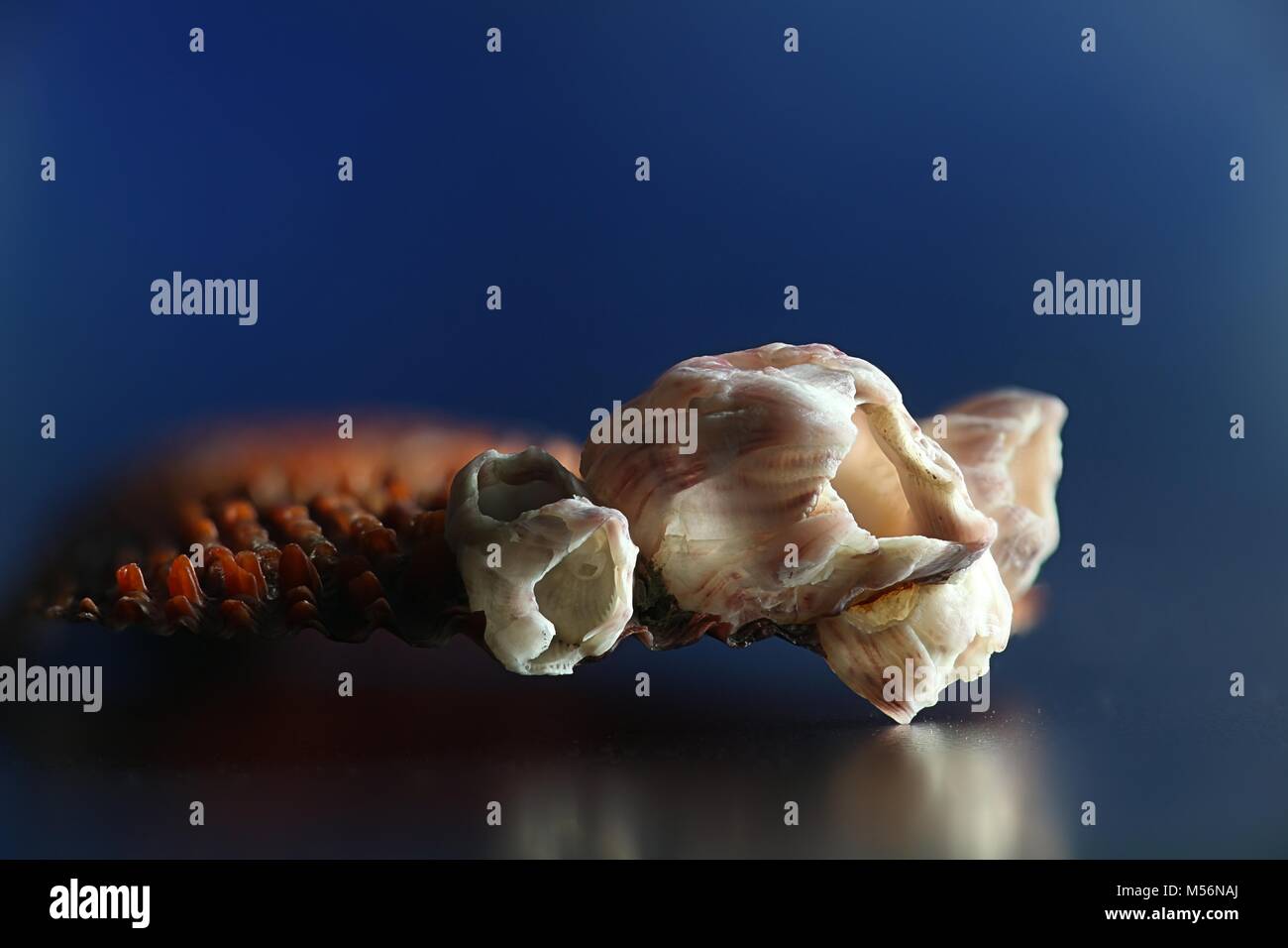 Bay Barnacle, Amphibalanus improvisus, an invasive harmful species Stock Photo