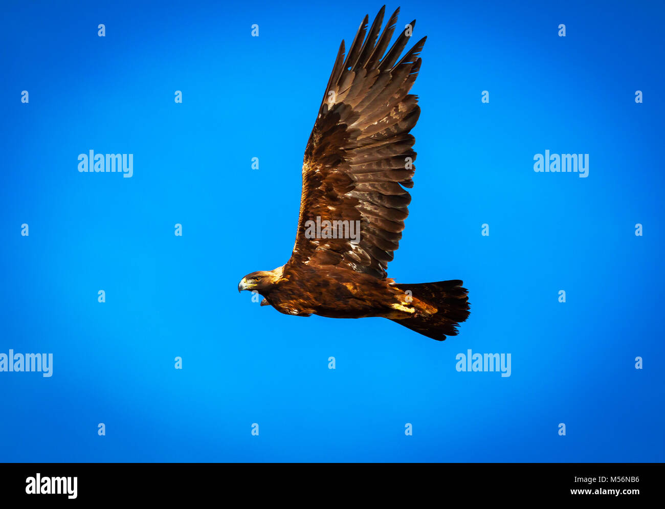 Golden Eagle in flight Stock Photo Alamy