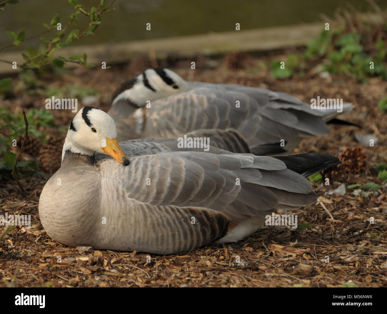 Bar-headed goose pair sat resting, uk Stock Photo