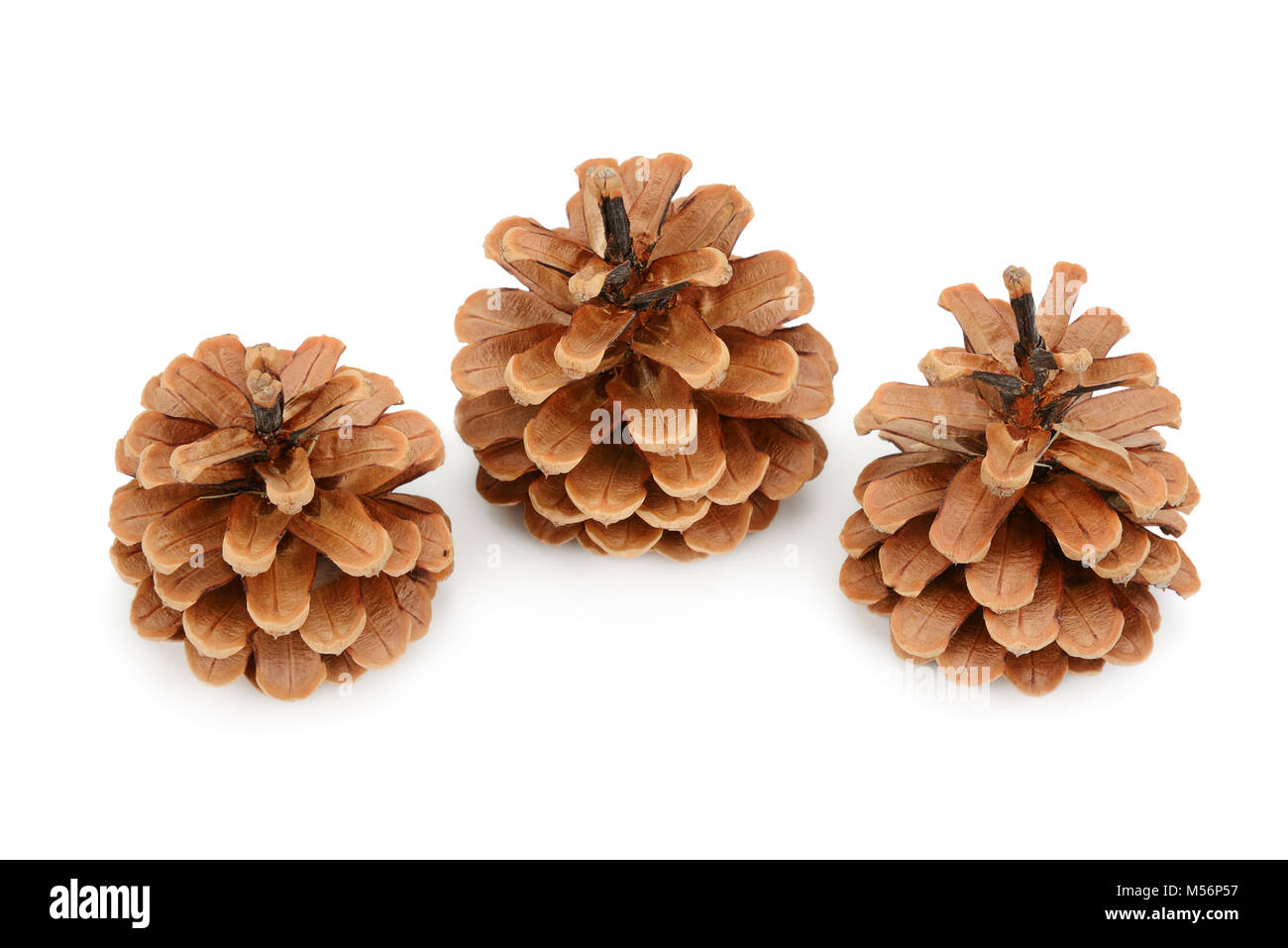 pine cones isolated on white background Stock Photo - Alamy
