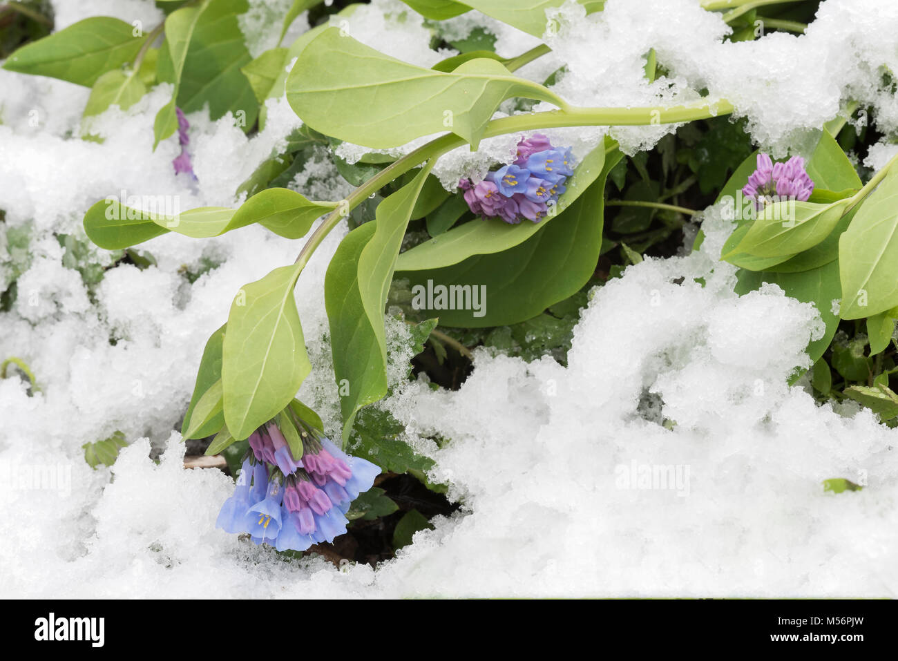 Virginia Bluebells weighed down by a spring snow at Shenks Ferry Wildflower Preserve, Lancaster Co., Pennsylvania. Stock Photo