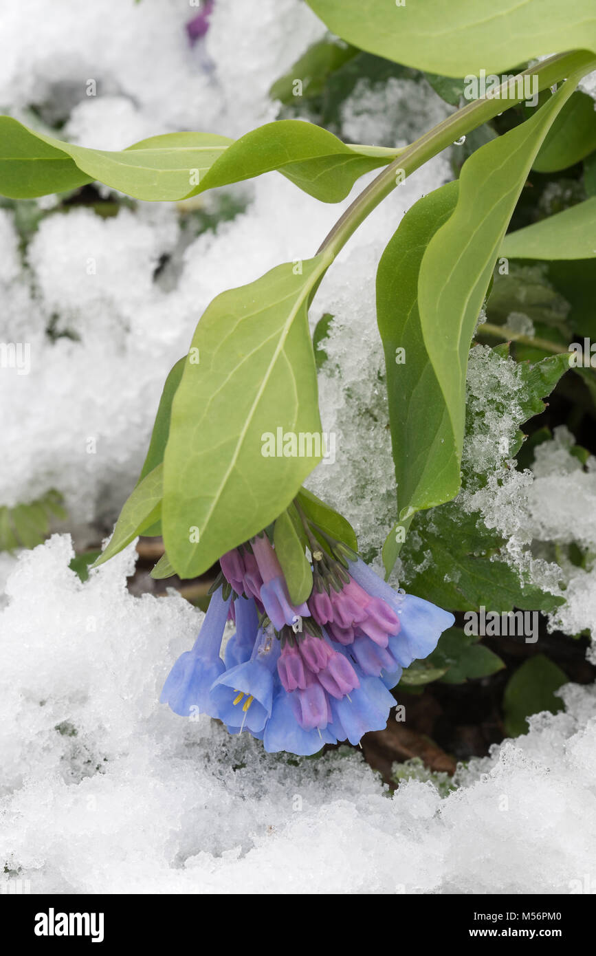 Virginia Bluebells weighed down by a spring snow at Shenks Ferry Wildflower Preserve, Lancaster Co., Pennsylvania. Stock Photo