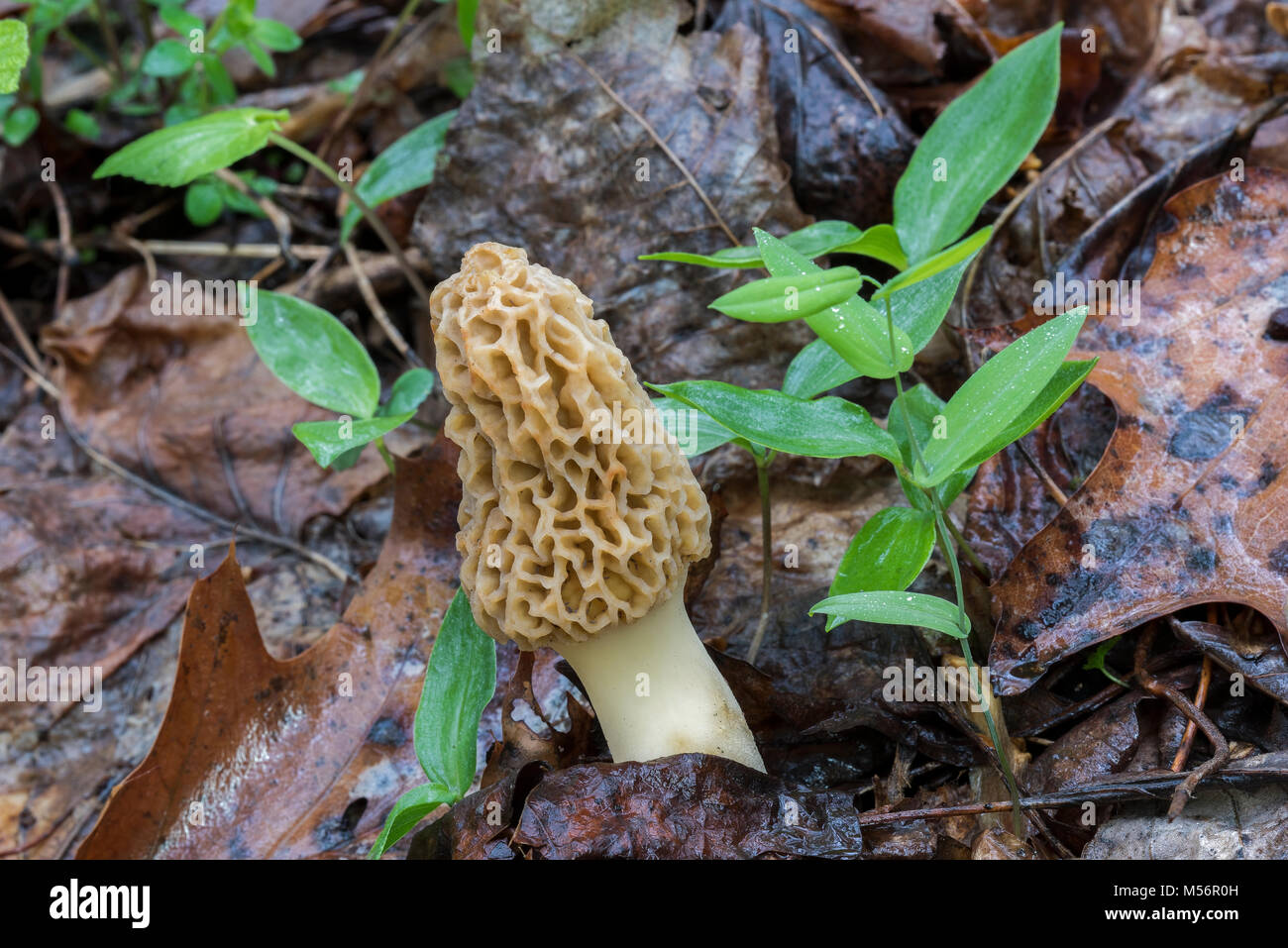 Yellow Morel (Morchella esculenta) Fresh specimen on forest floor in