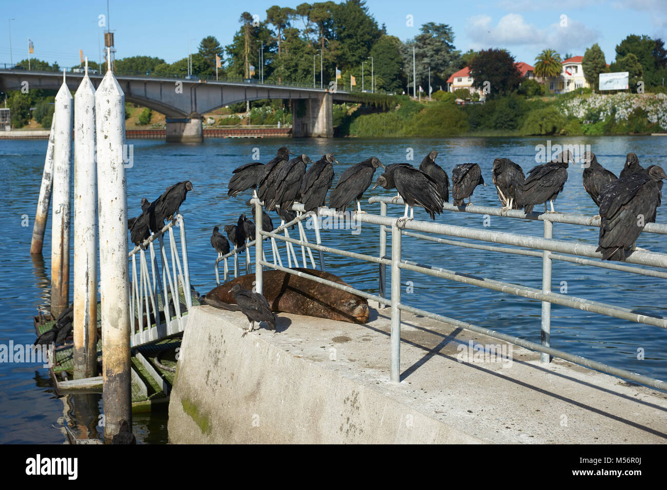 Black Vultures (Coragyps atratus) perched on railings above Southern Sea Lions (Otaria flavescens) on a pier on the waterfront of Valdivia, Chile Stock Photo