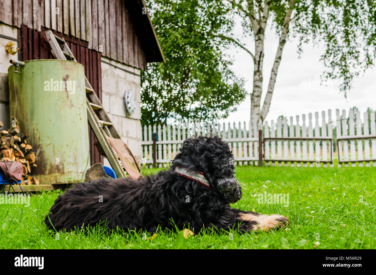 A black english cocker spaniel keeps guard in a backyard farm garden Stock Photo