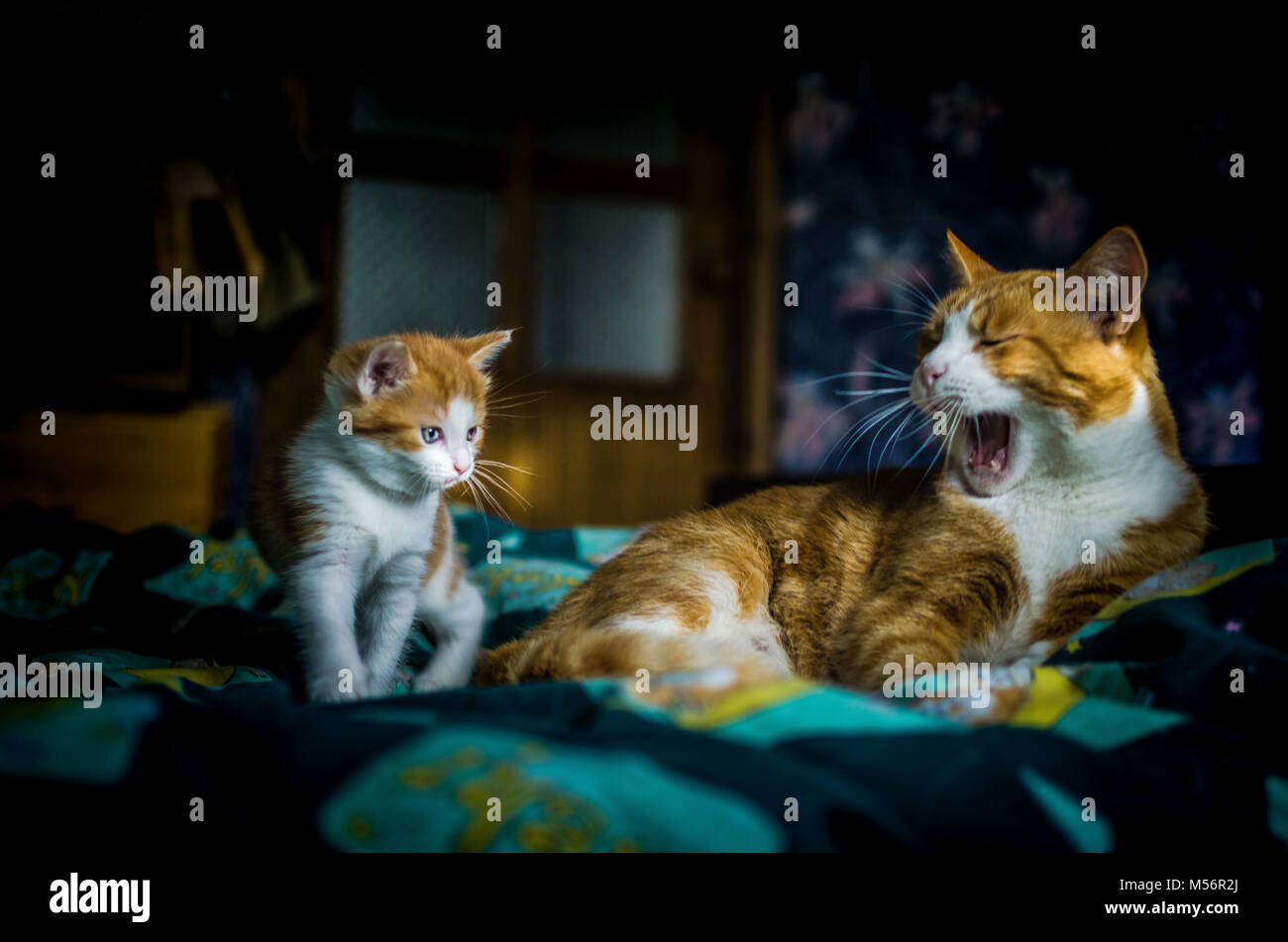 A six week old kitten watches mother cat's morning yawn. Stock Photo