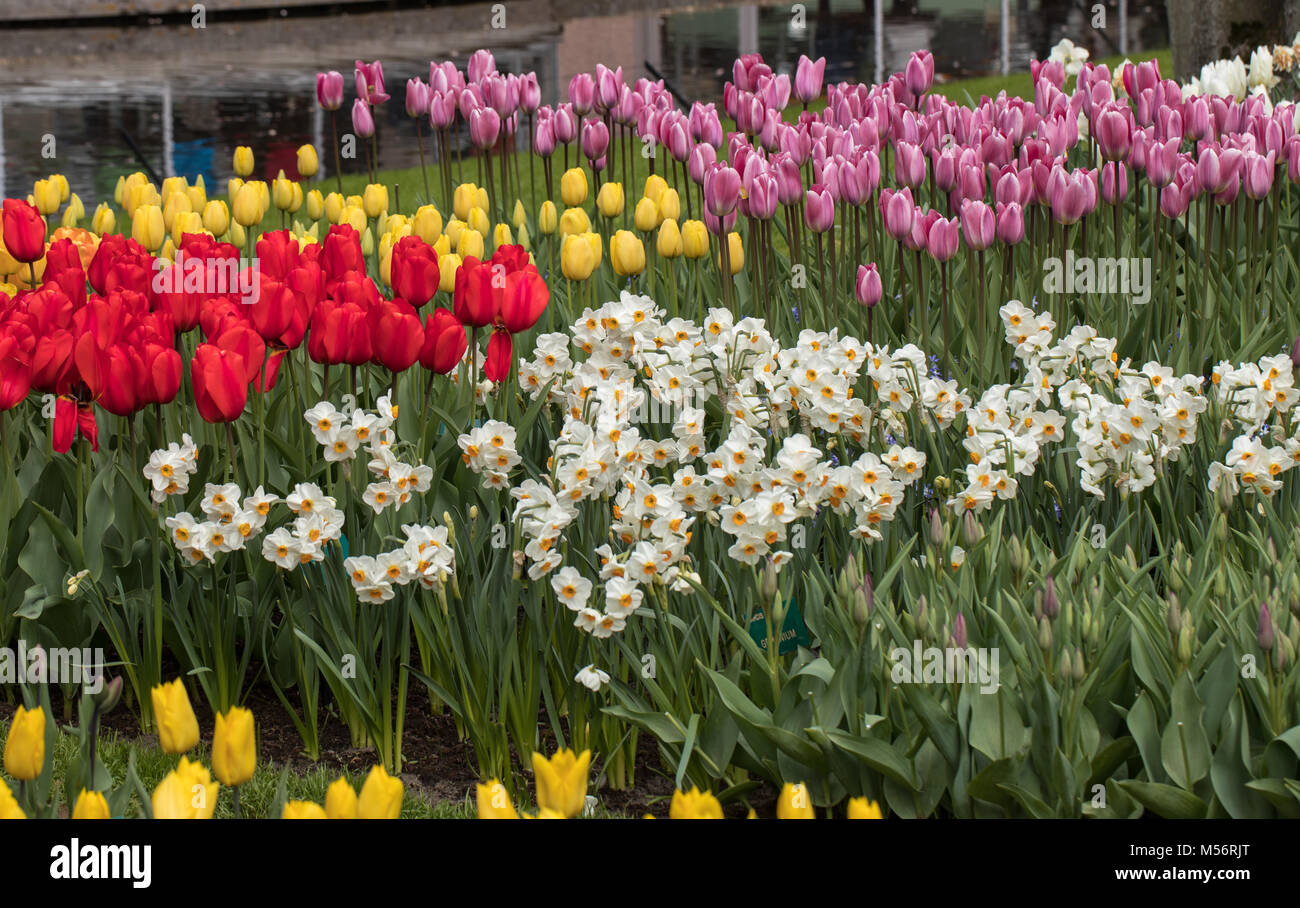 colorful tulips and daffodils blooming in a garden Stock Photo - Alamy