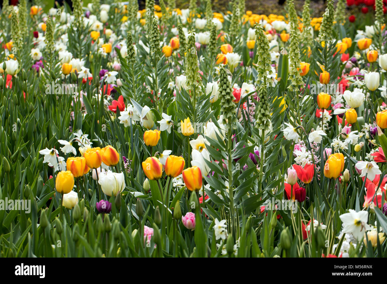 colorful tulips and daffodils blooming in a garden Stock Photo - Alamy