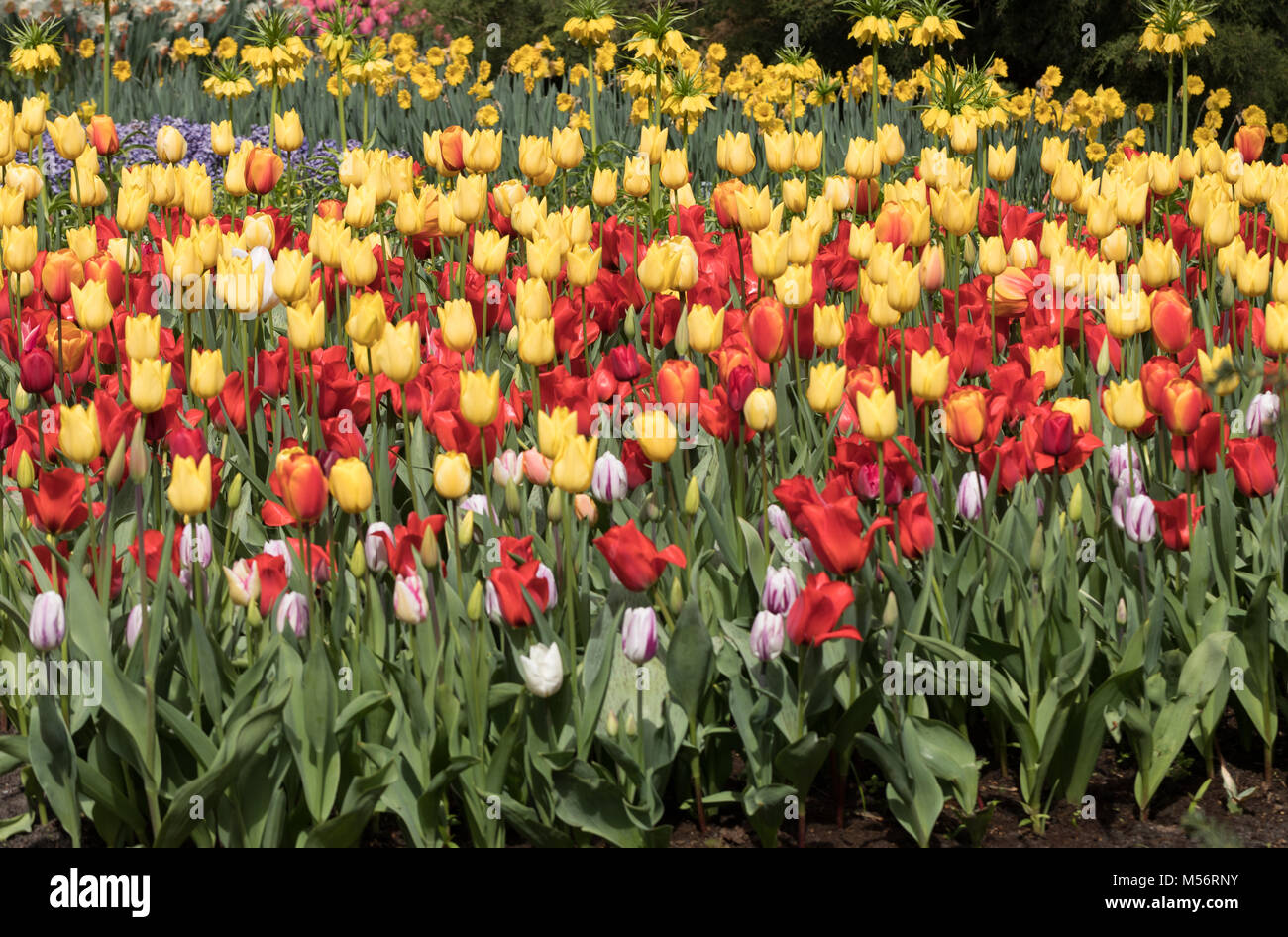 colorful tulips flowers blooming in a garden Stock Photo - Alamy