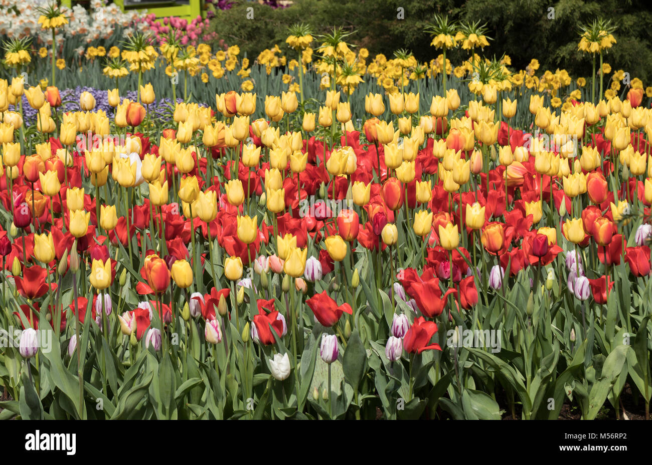 colorful tulips flowers blooming in a garden Stock Photo - Alamy
