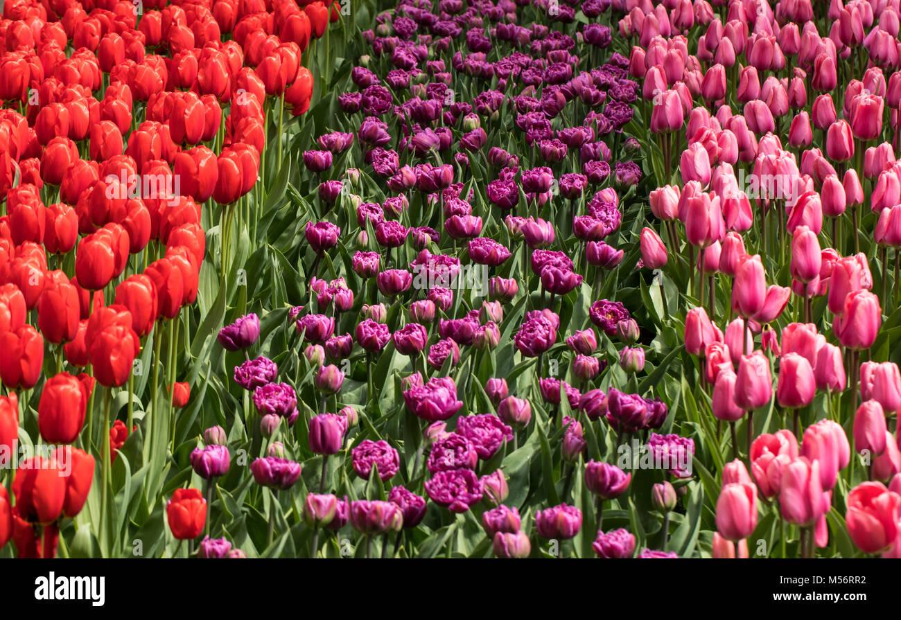 colorful tulips flowers blooming in a garden Stock Photo - Alamy