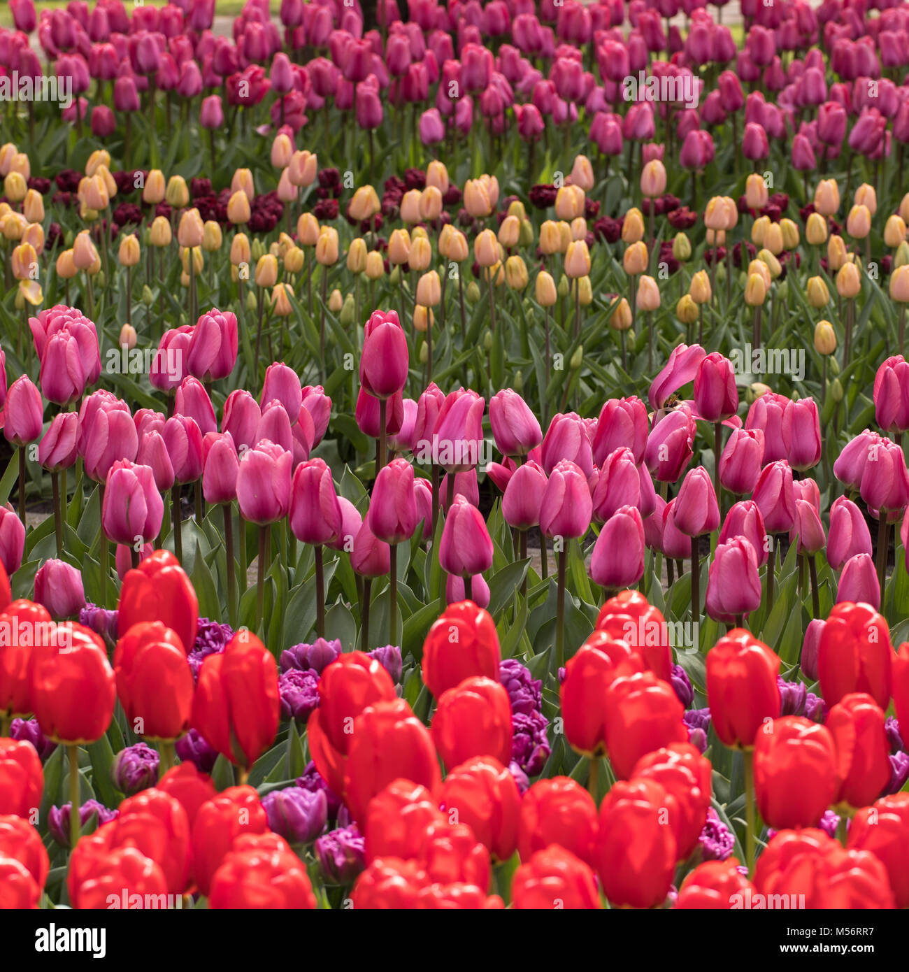 colorful tulips flowers blooming in a garden Stock Photo - Alamy