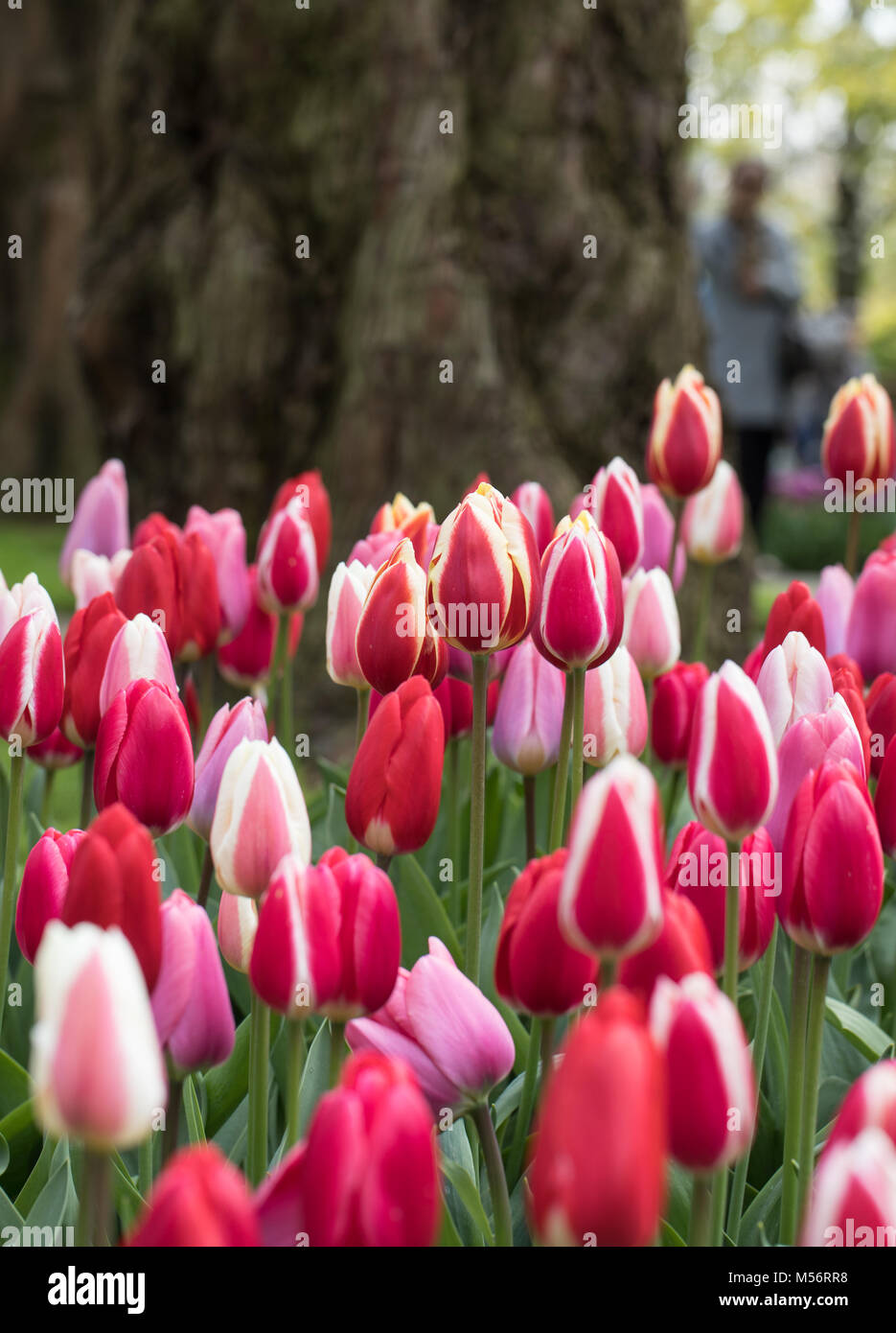 red tulips flowers blooming in a garden Stock Photo - Alamy