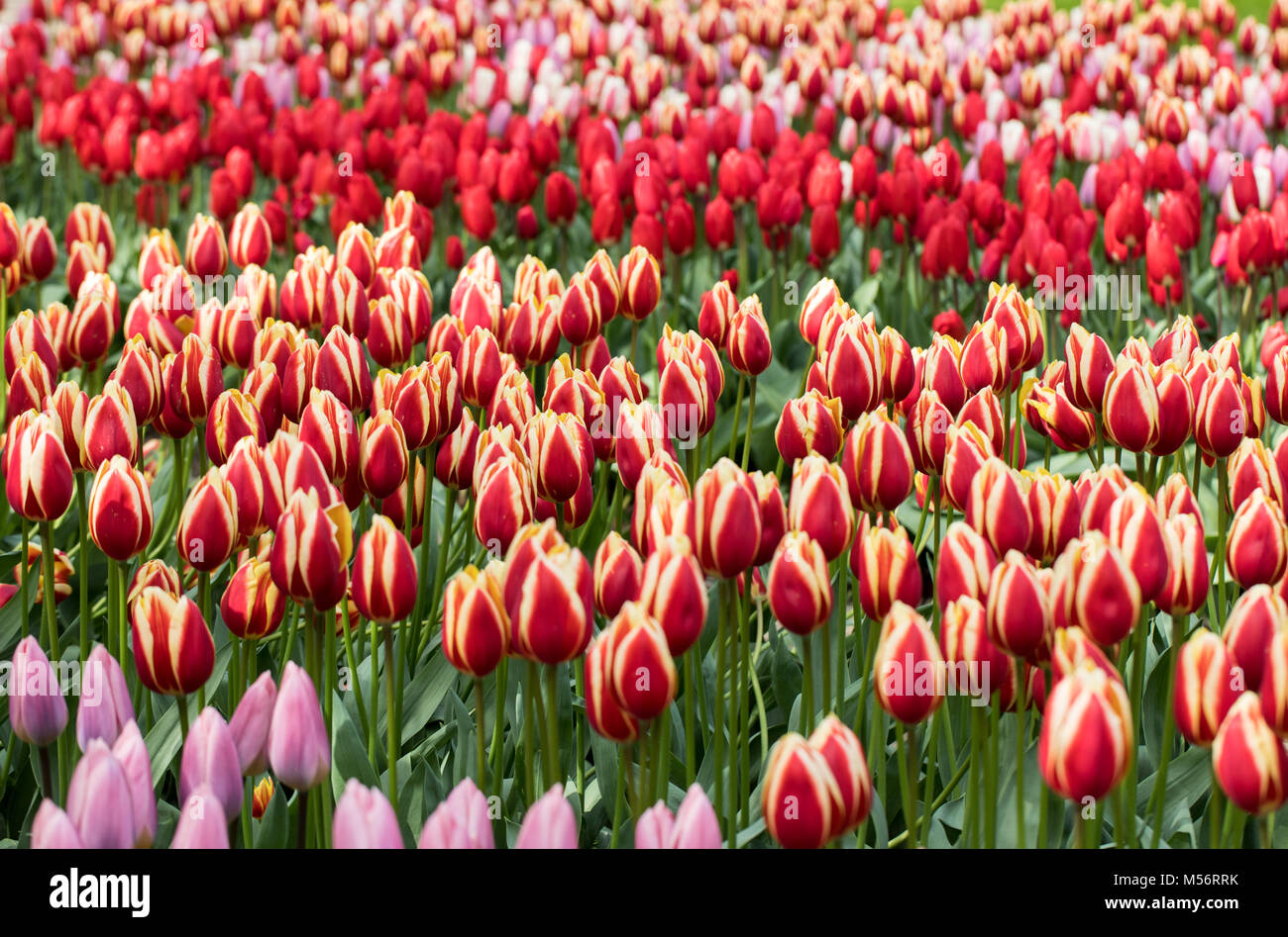 colorful tulips flowers blooming in a garden Stock Photo - Alamy