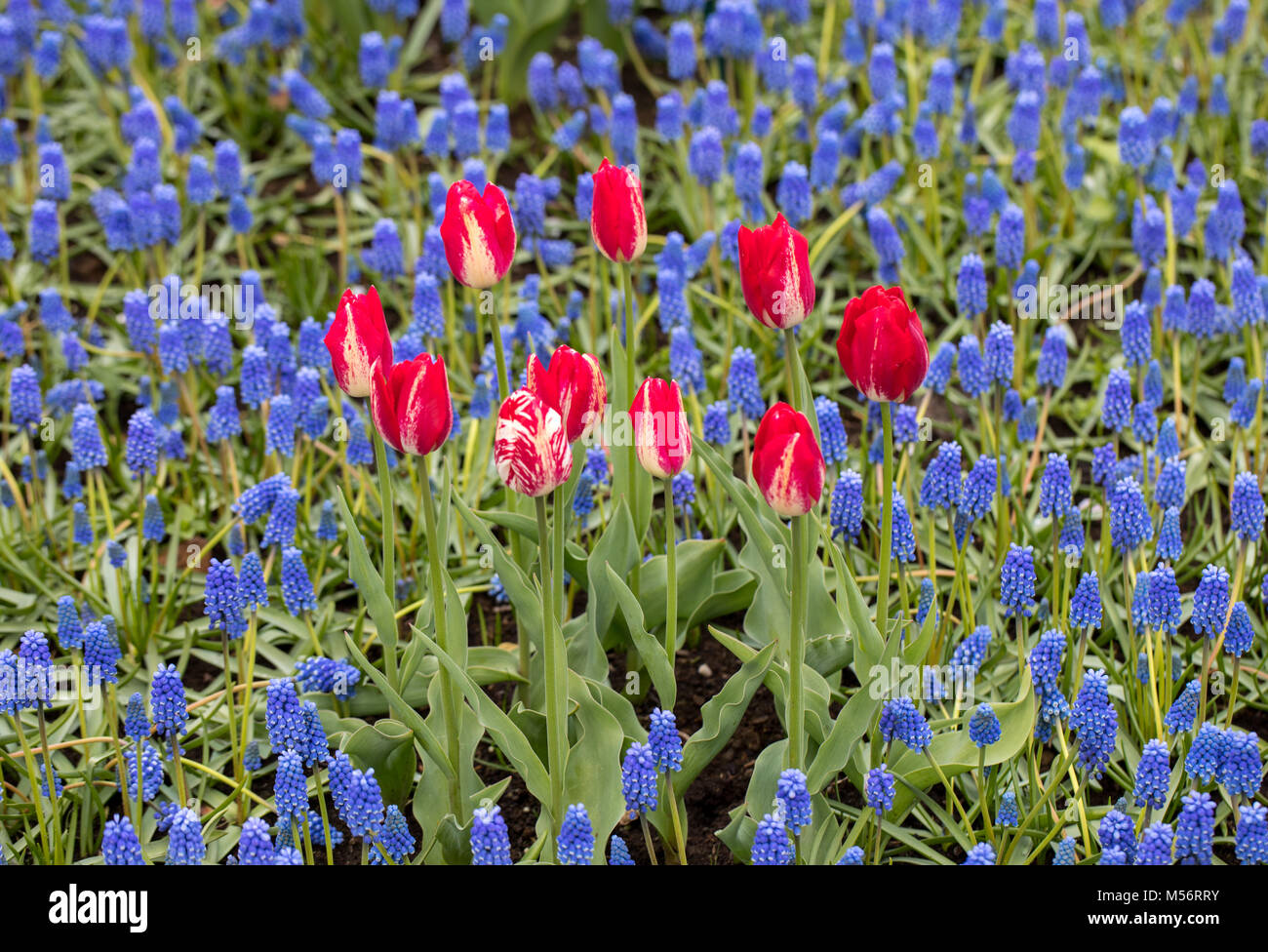 Red tulips and blue hyacinth blooming in a garden Stock Photo - Alamy