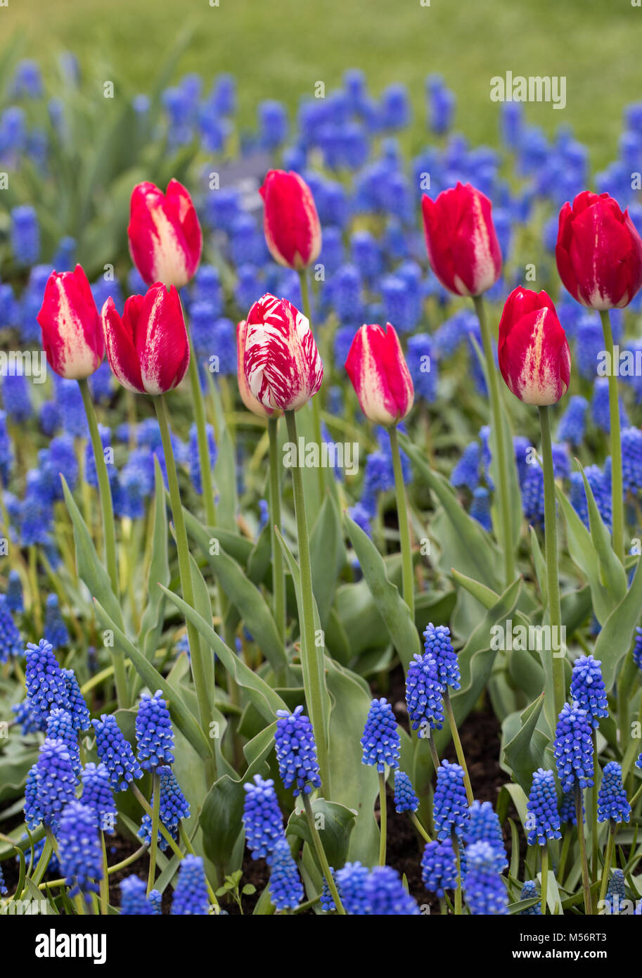 Red tulips and blue hyacinth blooming in a garden Stock Photo - Alamy