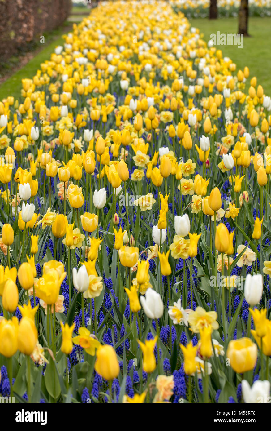 colorful tulips and blue hyacinth blooming in a garden Stock Photo - Alamy