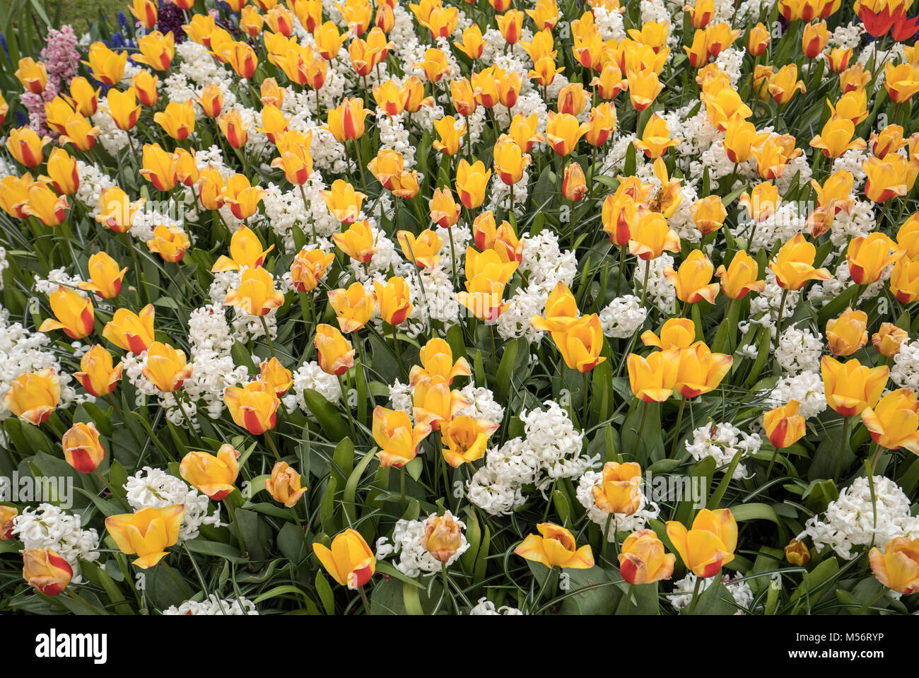 Yellowl tulips and white hyacinth blooming in a garden Stock Photo - Alamy