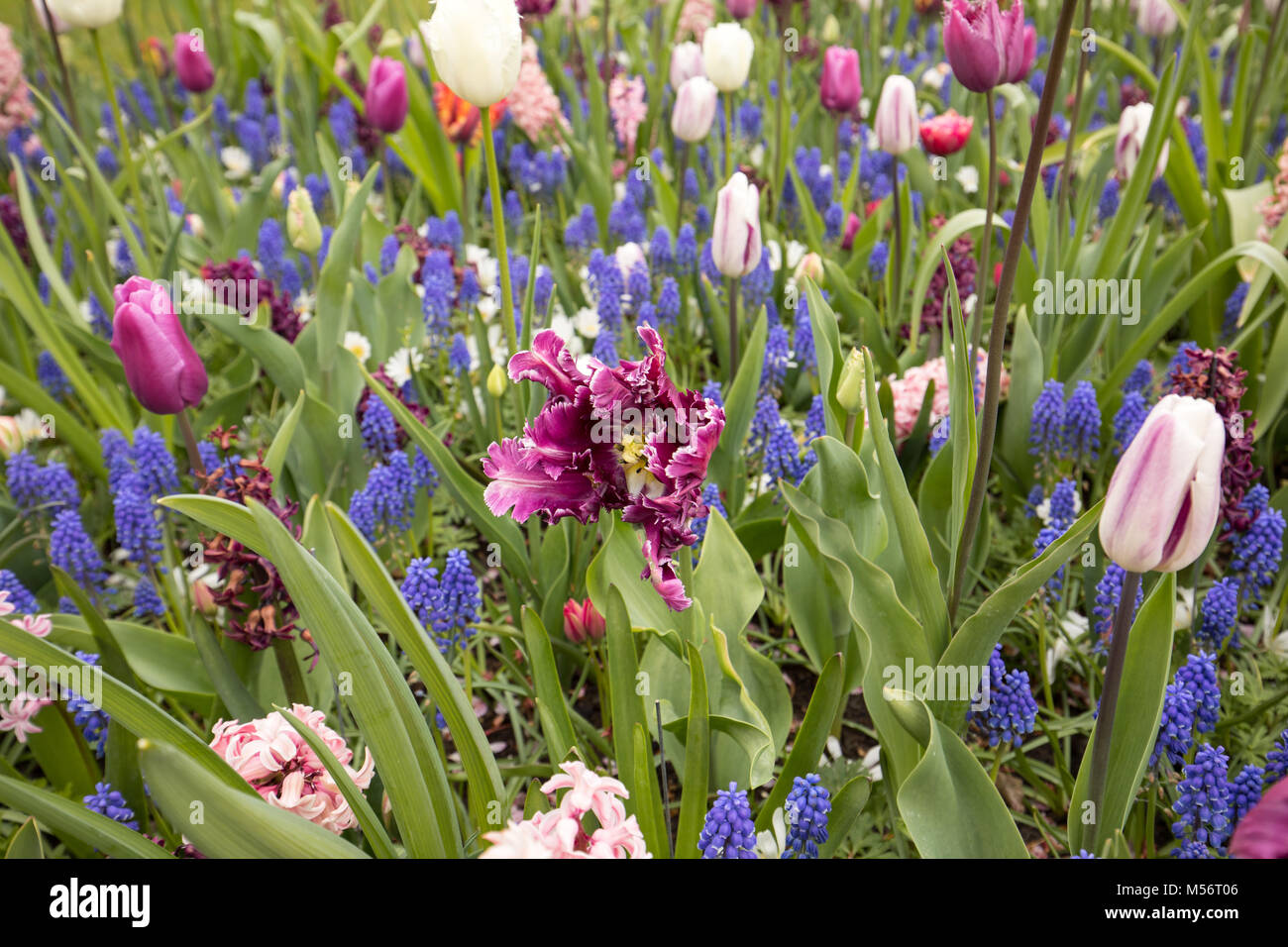 colorful tulips and blue hyacinth blooming in a garden Stock Photo - Alamy