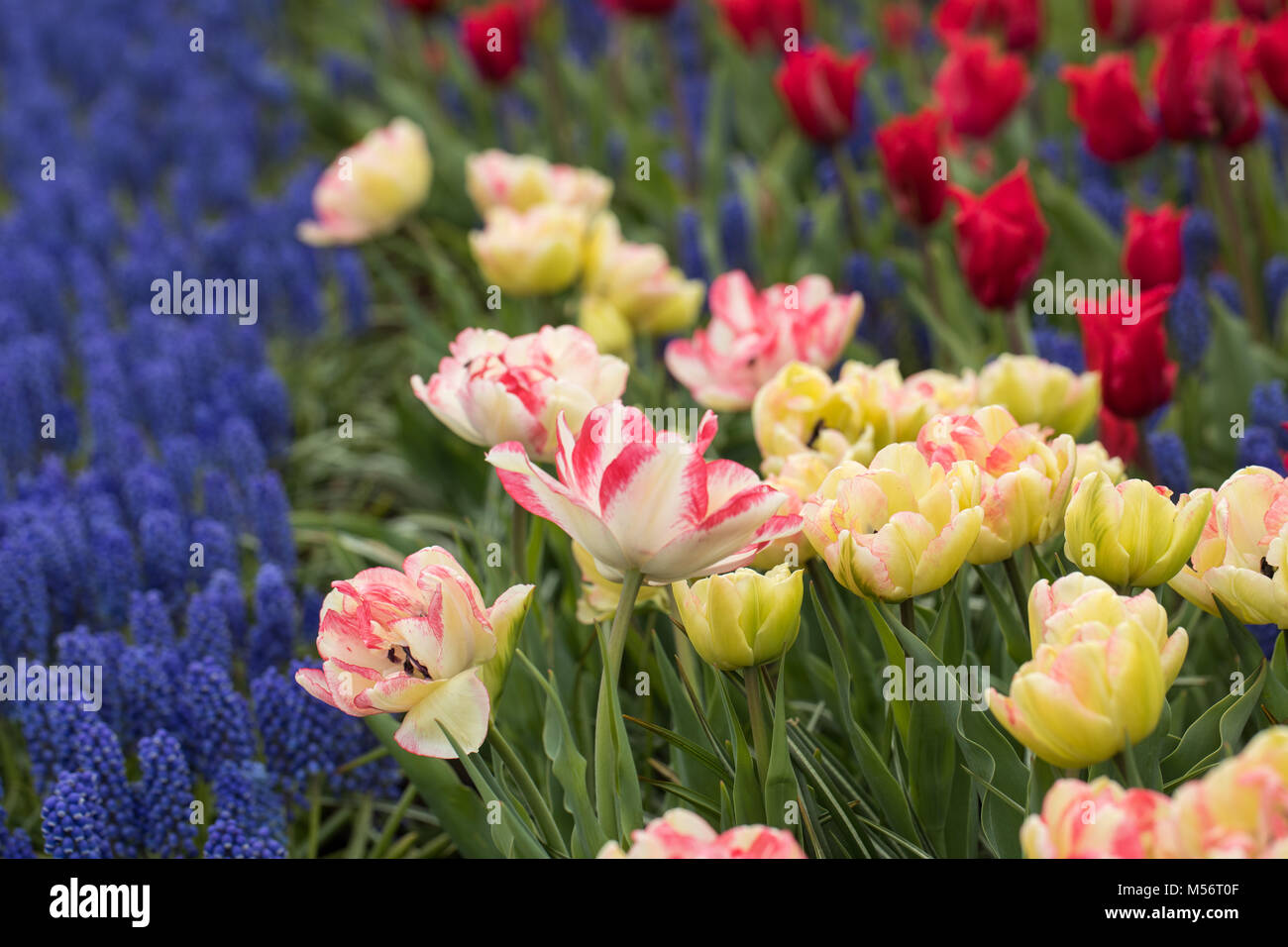 colorful tulips and blue hyacinth blooming in a garden Stock Photo - Alamy
